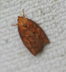 Pycnozancla