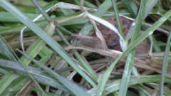 Nomophila nearctica