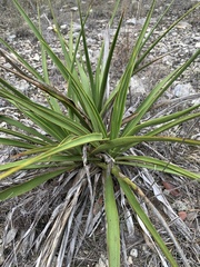 Yucca reverchonii