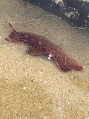 Plocamopherus imperialis