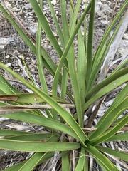 Yucca reverchonii