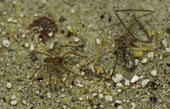 Heteropoda jugulans