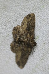 Paradromulia ambigua