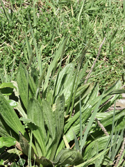 Plantago australis