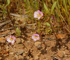 Diplacus torreyi