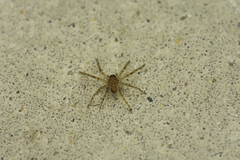 Heteropoda jugulans