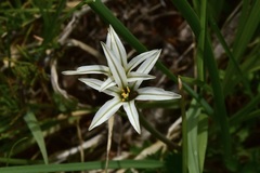 Tristagma bivalve