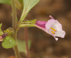 Diplacus torreyi