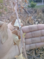 Stagmatoptera femoralis