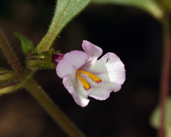 Diplacus torreyi