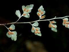 Asplenium hookerianum