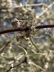 Olearia lineata