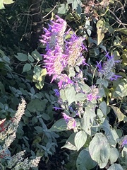 Salvia purpurea