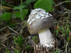 Amanita submembranacea