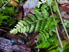Dryopteris expansa