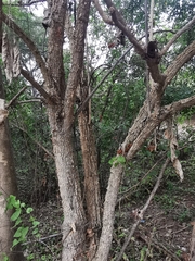 Verbesina oligantha