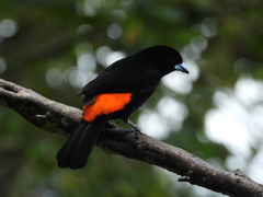 Ramphocelus flammigerus