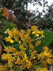 Verbesina oligantha