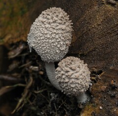 Coprinopsis laanii