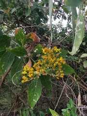 Verbesina oligantha