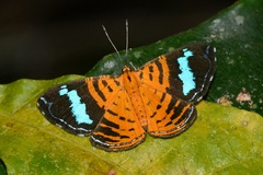 Argyrogrammana praestigiosa