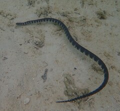 Acrochordus granulatus