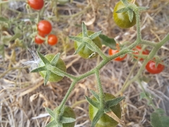 Solanum pimpinellifolium