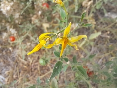 Solanum pimpinellifolium