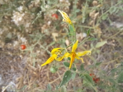 Solanum pimpinellifolium