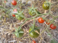 Solanum pimpinellifolium