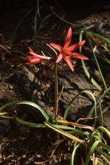 Zephyranthes splendens