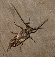 Ischiocentra monteverdensis