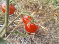 Solanum pimpinellifolium