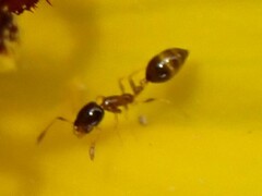 Monomorium floricola