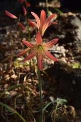 Zephyranthes splendens