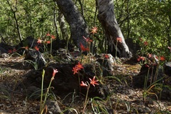 Zephyranthes splendens