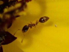 Monomorium floricola