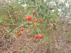 Solanum pimpinellifolium