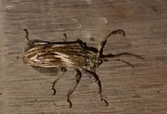 Ischiocentra monteverdensis