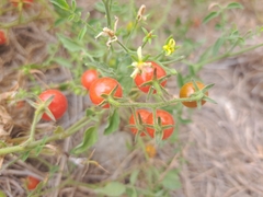 Solanum pimpinellifolium