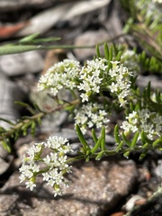 Platysace ericoides