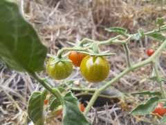 Solanum pimpinellifolium