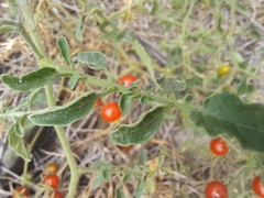 Solanum pimpinellifolium