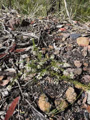 Platysace ericoides