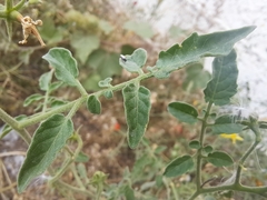 Solanum pimpinellifolium