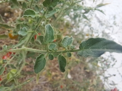 Solanum pimpinellifolium