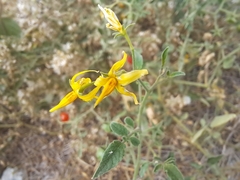 Solanum pimpinellifolium