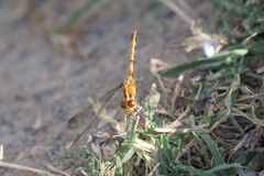 Erythrodiplax nigricans