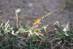 Erythrodiplax nigricans