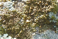 Xanthoparmelia pulla